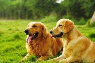 金毛和姐姐娱乐吃瓜酱,娱乐吃瓜酱的趣味日常